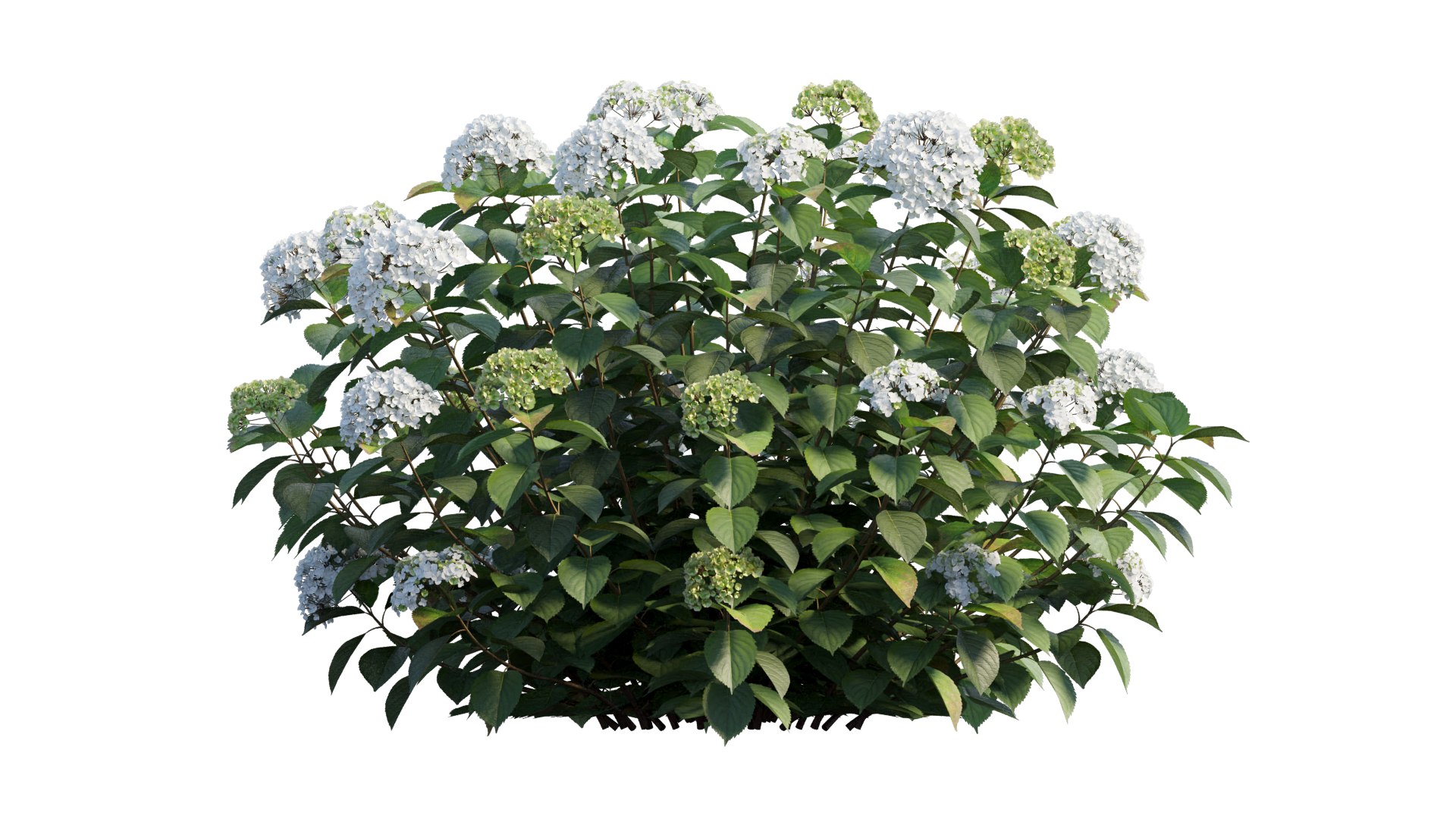 hydrangea plant set 32 model https://p.turbosquid.com/ts-thumb/Mi/A3tua1/AT/2_interactivelightmix/png/1614252656/1920x1080/fit_q87/055c9f310aedf9360cb1a02b19a60fa5ec062e1b/2_interactivelightmix.jpg