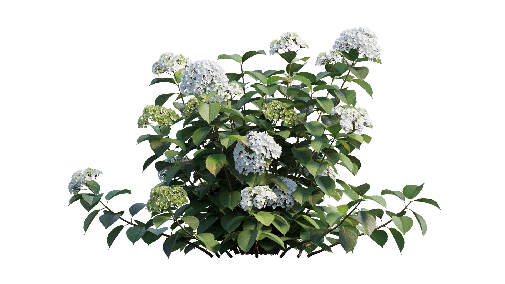 hydrangea plant set 32 model https://p.turbosquid.com/ts-thumb/Mi/A3tua1/DJ/3_interactivelightmix/png/1614252627/1920x1080/fit_q87/3f6536ff8afaf1996c83d89e7924e123a1c6b948/3_interactivelightmix.jpg
