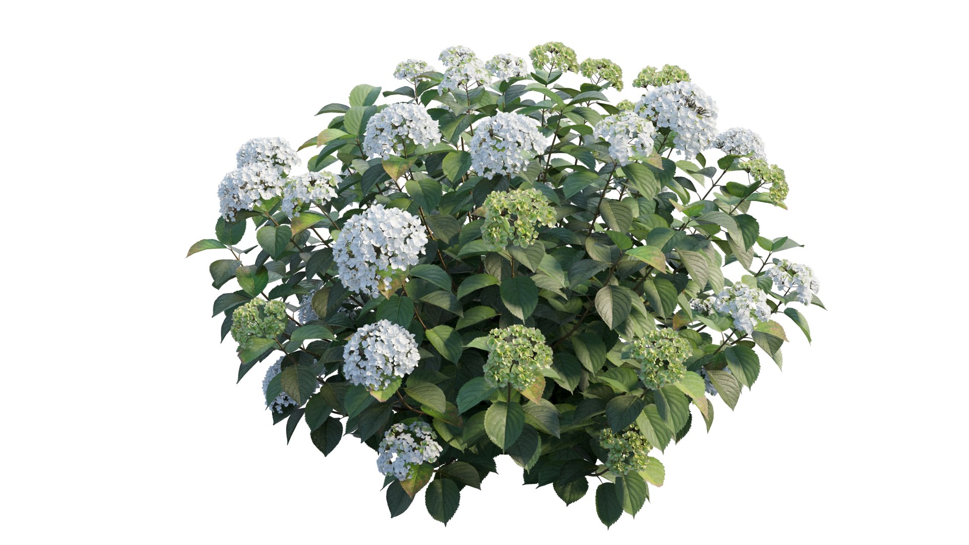 hydrangea plant set 32 model https://p.turbosquid.com/ts-thumb/Mi/A3tua1/NM/6_interactivelightmix/png/1614252639/1920x1080/fit_q87/6ad3d4c14b71ab8fbad07f3118baeca9b7589c1d/6_interactivelightmix.jpg