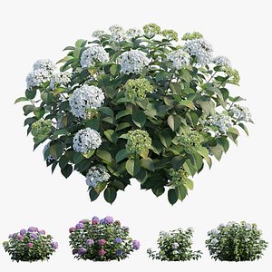 Hydrangea Plant set 32