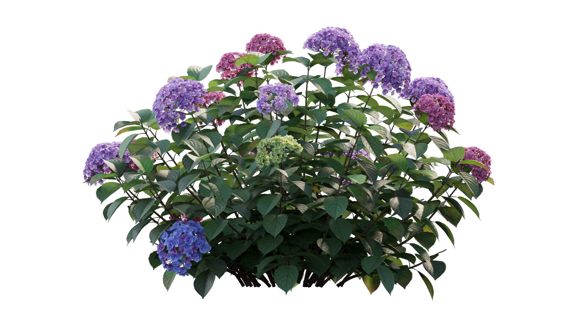 hydrangea plant set 32 model https://p.turbosquid.com/ts-thumb/Mi/A3tua1/e7/5_interactivelightmix/png/1614252628/1920x1080/fit_q87/1707fb3f59a793a0aad3534c4bbfc73e89d2d539/5_interactivelightmix.jpg