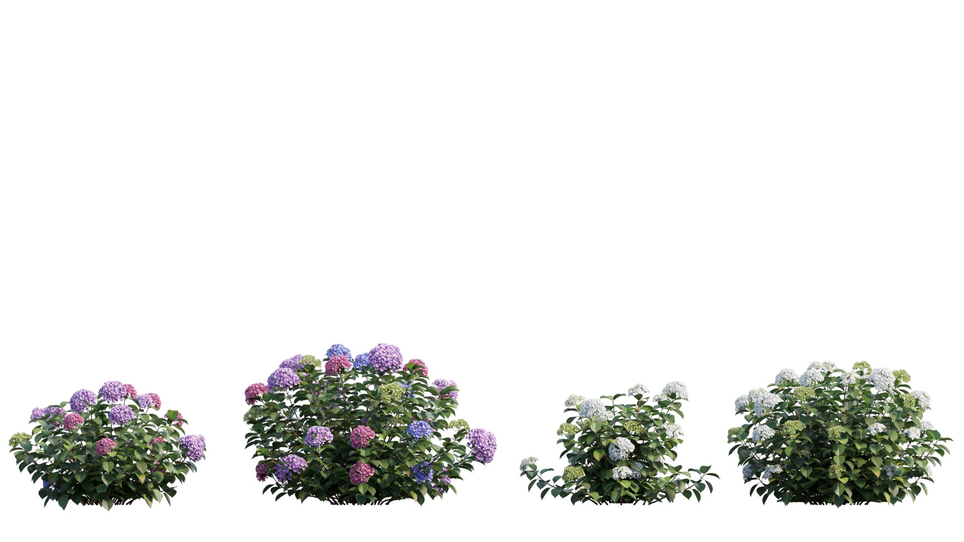 hydrangea plant set 32 model https://p.turbosquid.com/ts-thumb/Mi/A3tua1/hc/1_interactivelightmix/png/1614252626/1920x1080/fit_q87/778c3c8ebf764c35a44de1e6e0825c7f3d31be6d/1_interactivelightmix.jpg
