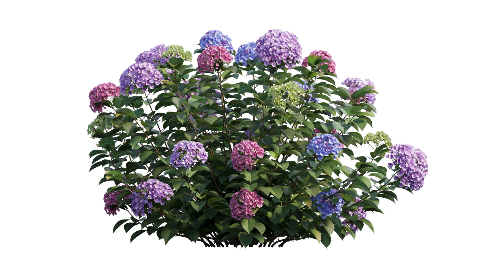 hydrangea plant set 32 model https://p.turbosquid.com/ts-thumb/Mi/A3tua1/qA/4_interactivelightmix/png/1614252641/1920x1080/fit_q87/8f1b8da0f13e48492ad90767b5d99465e27bdc4e/4_interactivelightmix.jpg