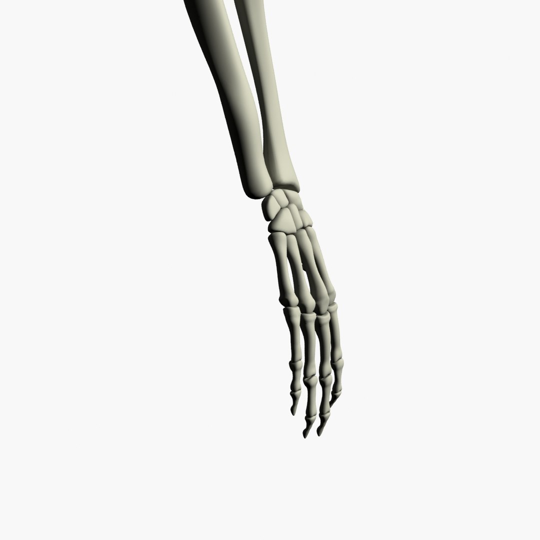 human skeleton 3d max