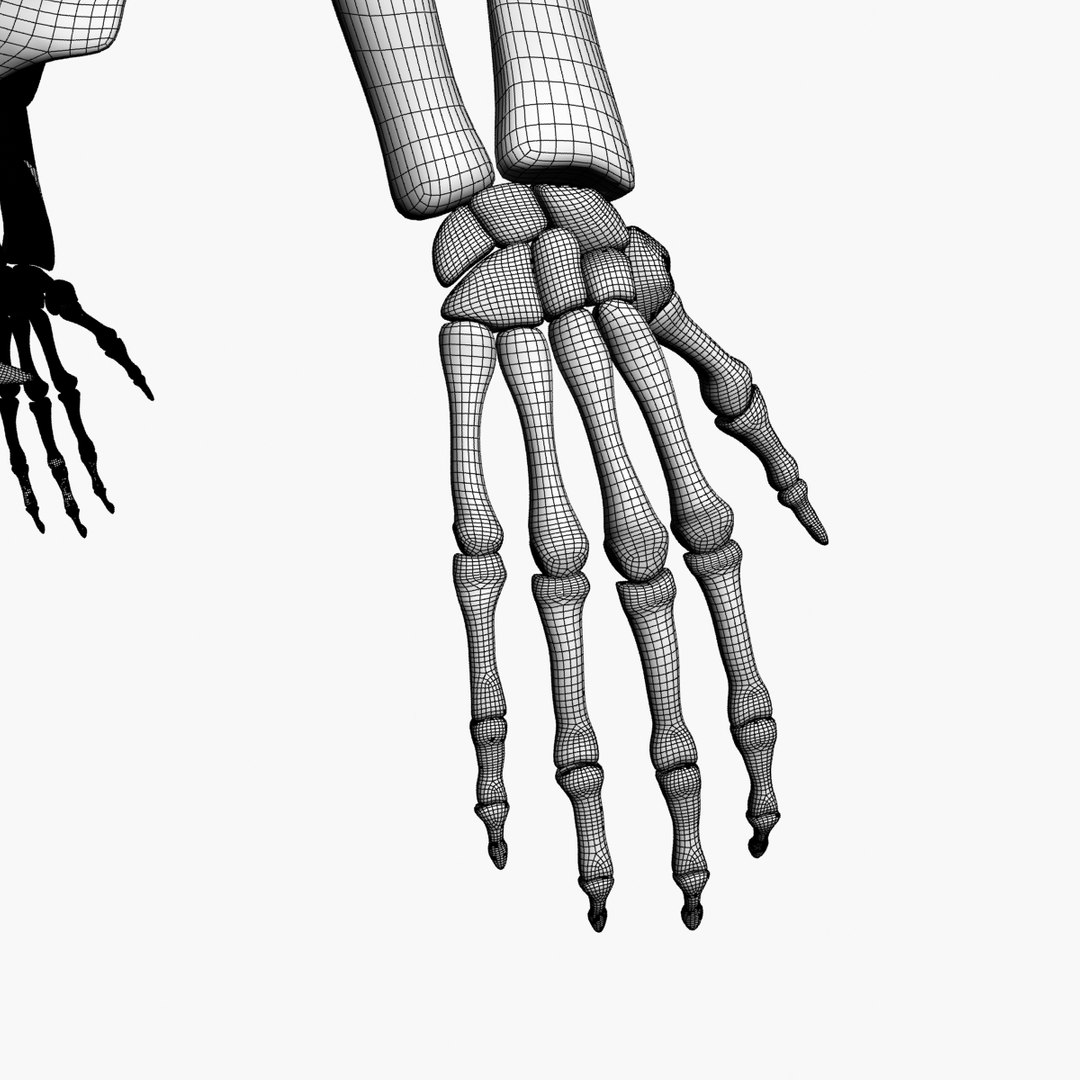 human skeleton 3d max