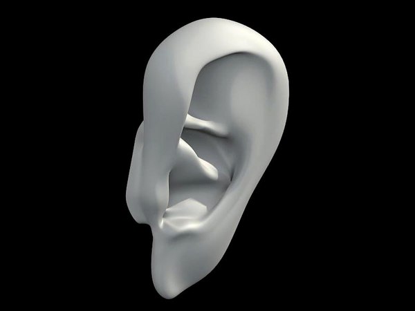 3d ear head model