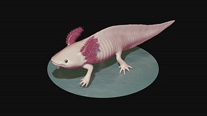 3D model White and pink axolotl