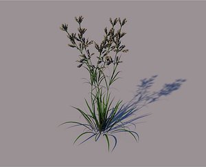 Dactylis Grass 3d model