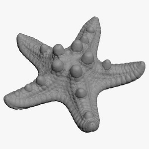 Sea Star 2 3D Print 3D model