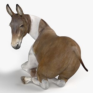 Lying Mule