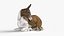 Лежащий мул