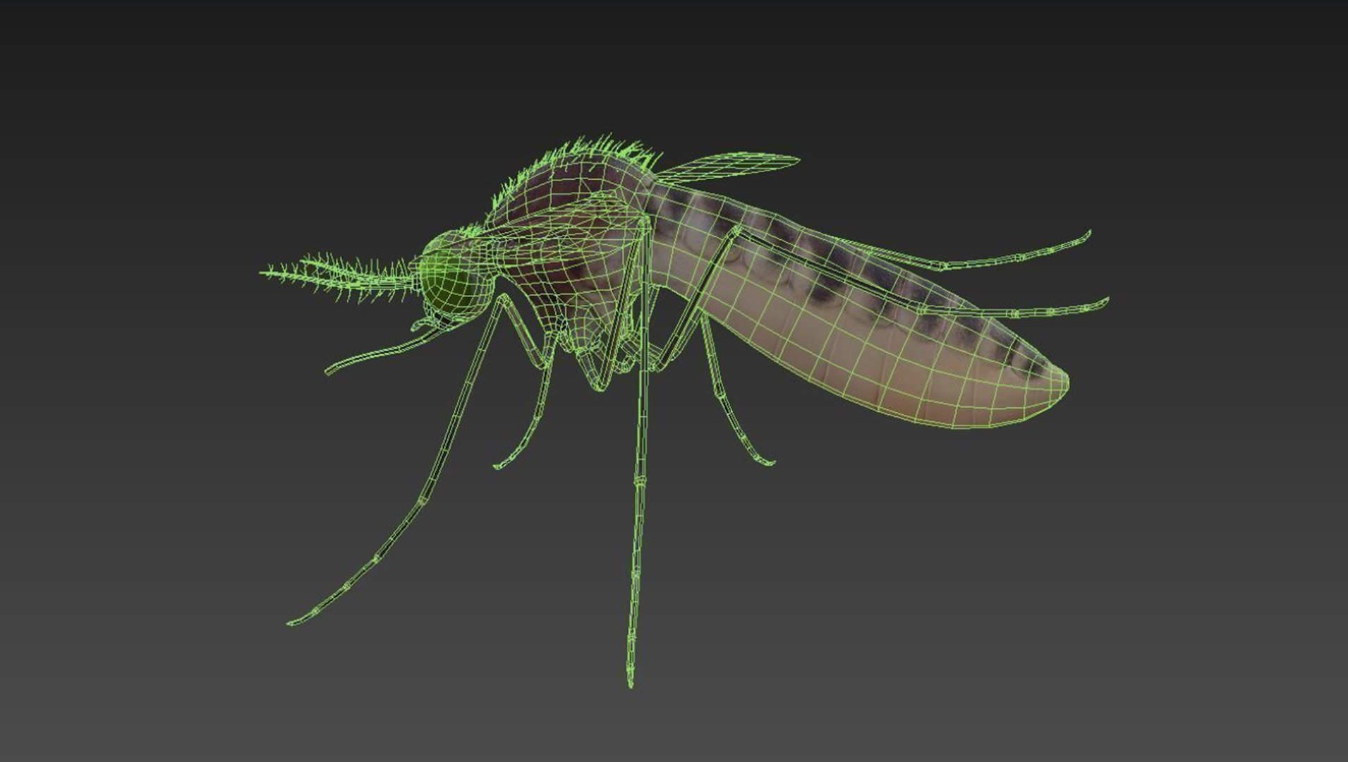 3D Mosquito Model - TurboSquid 2545212