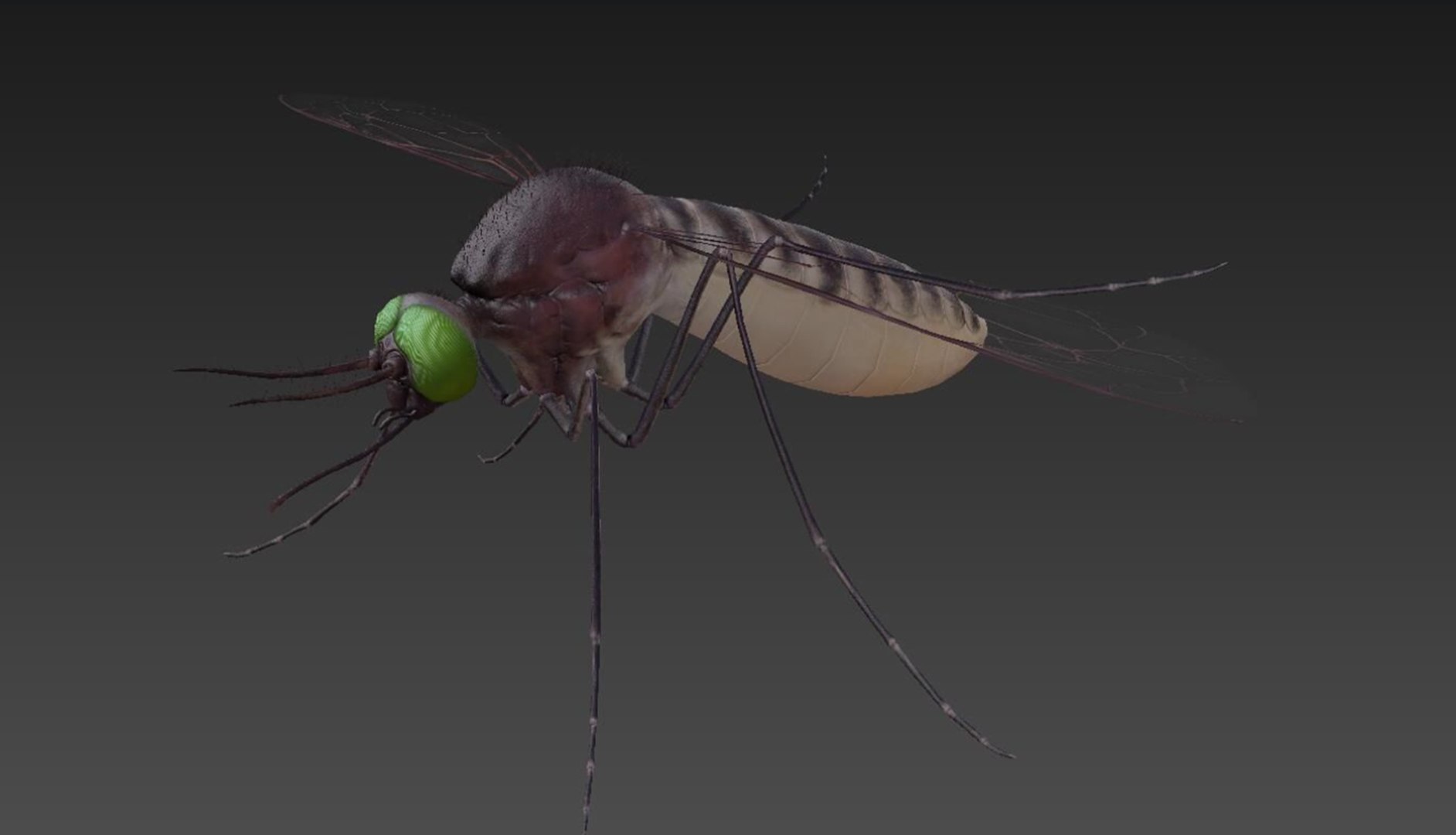 3D Mosquito Model - TurboSquid 2545212