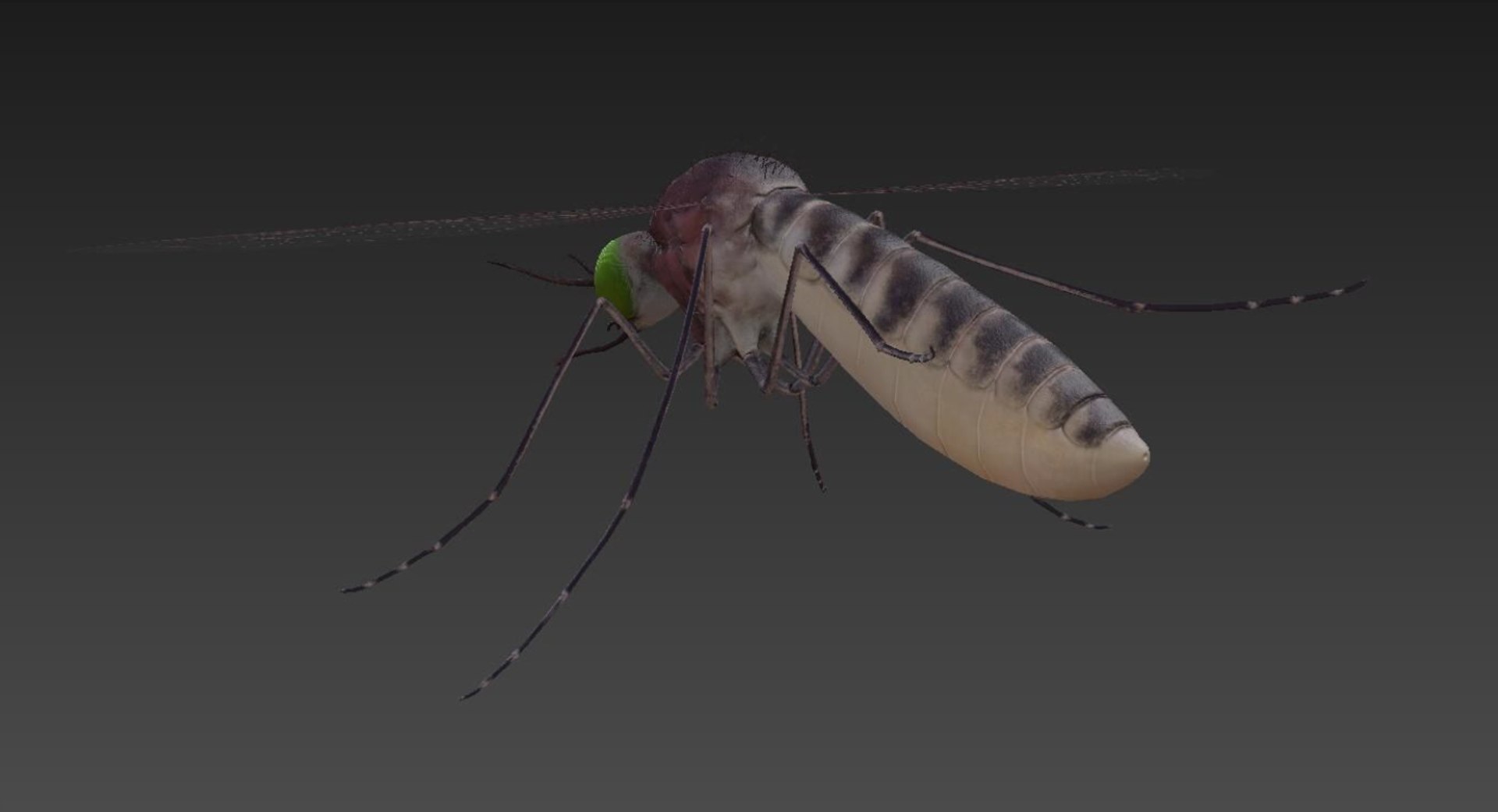 3D Mosquito Model - TurboSquid 2545212