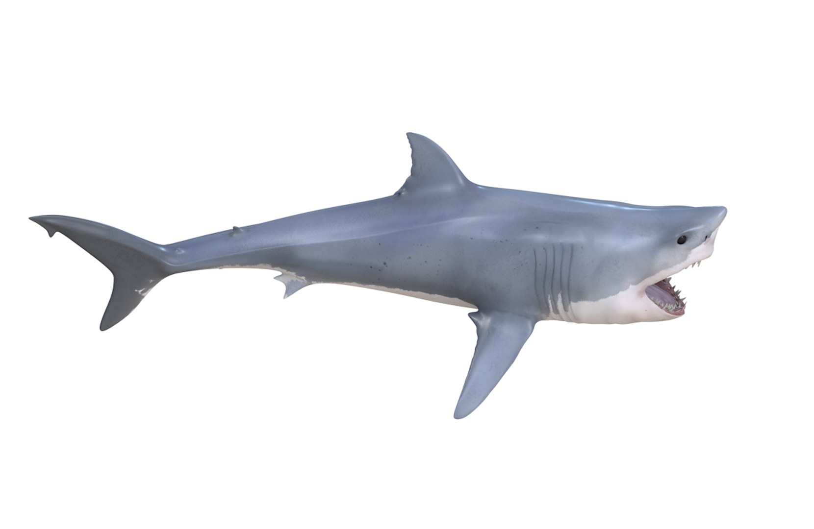 shark 3D model https://p.turbosquid.com/ts-thumb/Mi/lrYJYU/C6IyivIk/10/png/1588405340/1920x1080/fit_q87/d19919ccd63195519b236ffe707c0bd2bea1f0b6/10.jpg