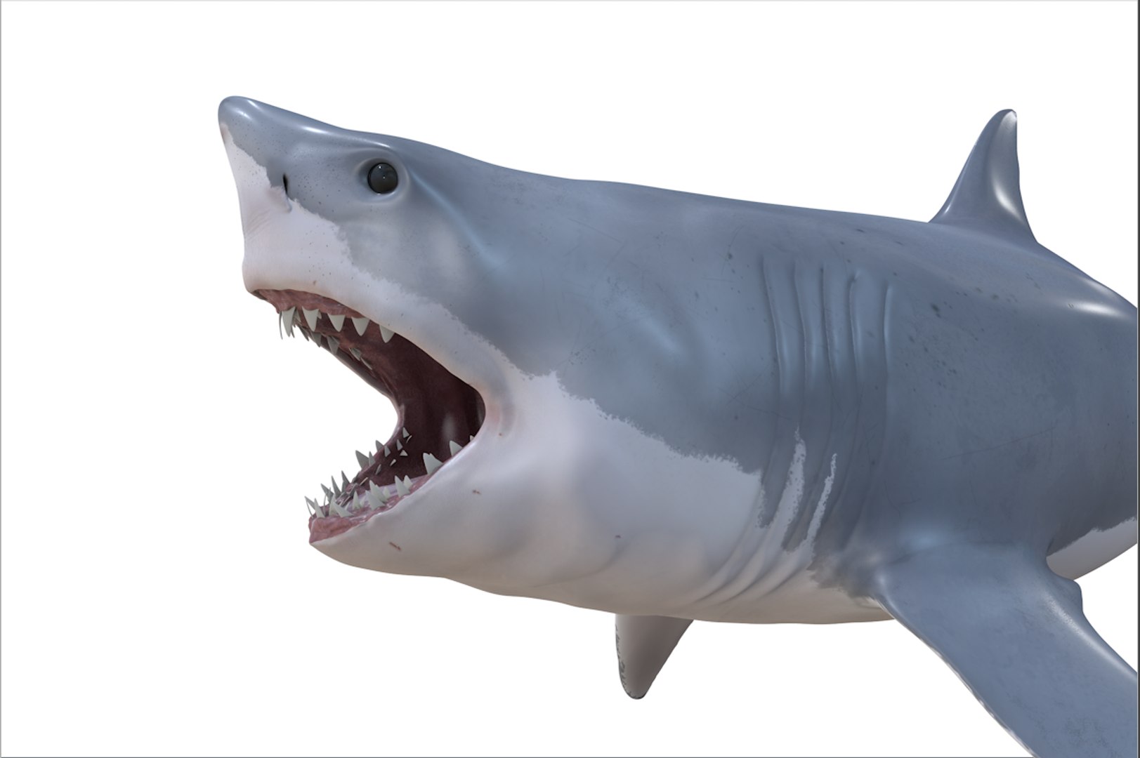 shark 3D model https://p.turbosquid.com/ts-thumb/Mi/lrYJYU/erRoEYt3/9/png/1588405340/1920x1080/fit_q87/9068cdf9655c2297788ded1f790638cd1a113ec9/9.jpg