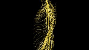 Nervous system