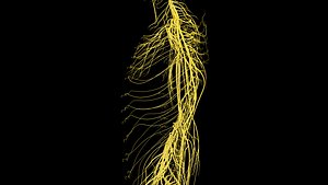Nervous system