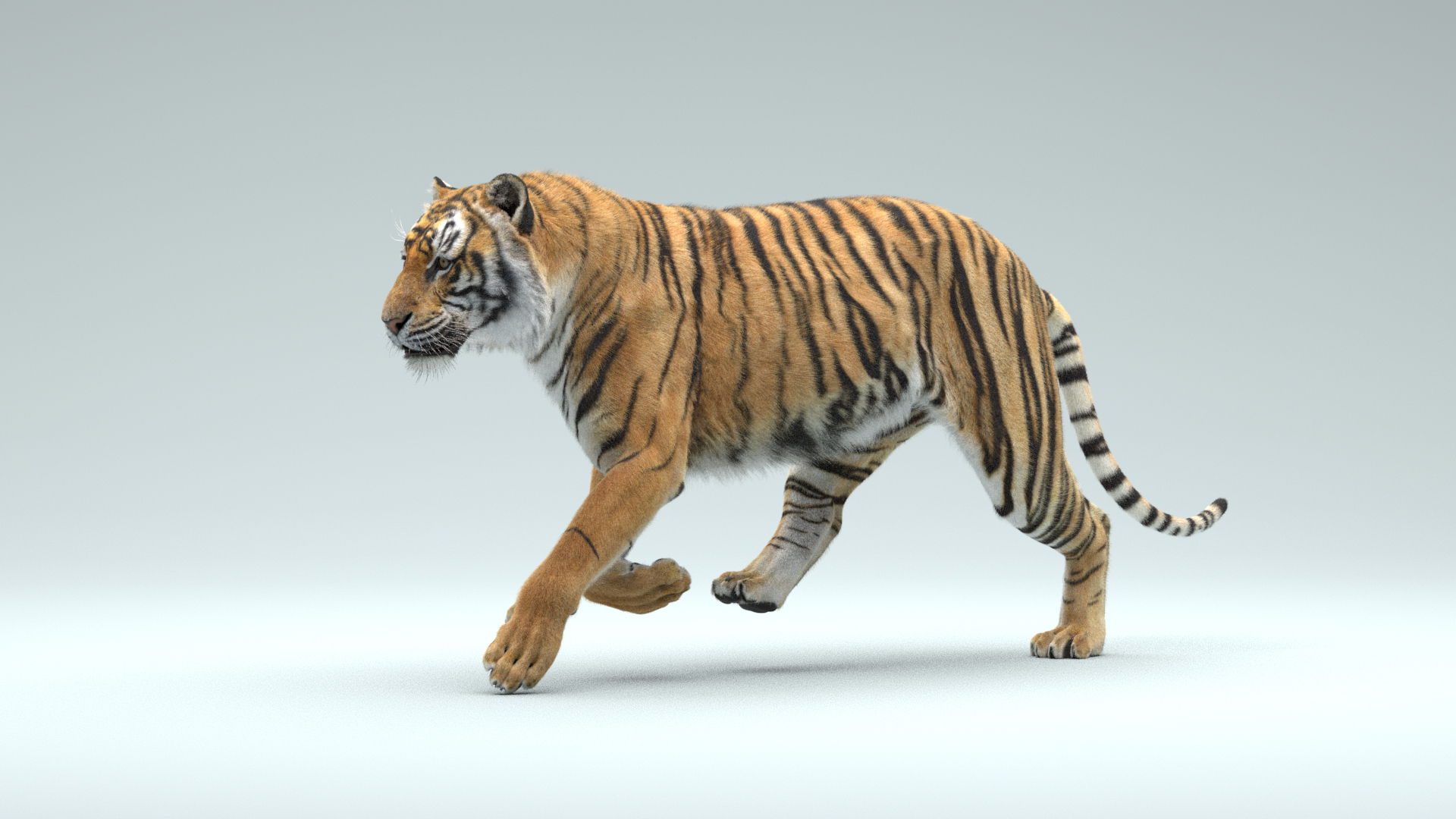 Tigre de Bengala ANIMADO XGEN Modelo 3D - TurboSquid 1643030