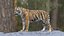 Tiger and Deer ANIMATED Collection