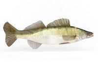 Zander Fish