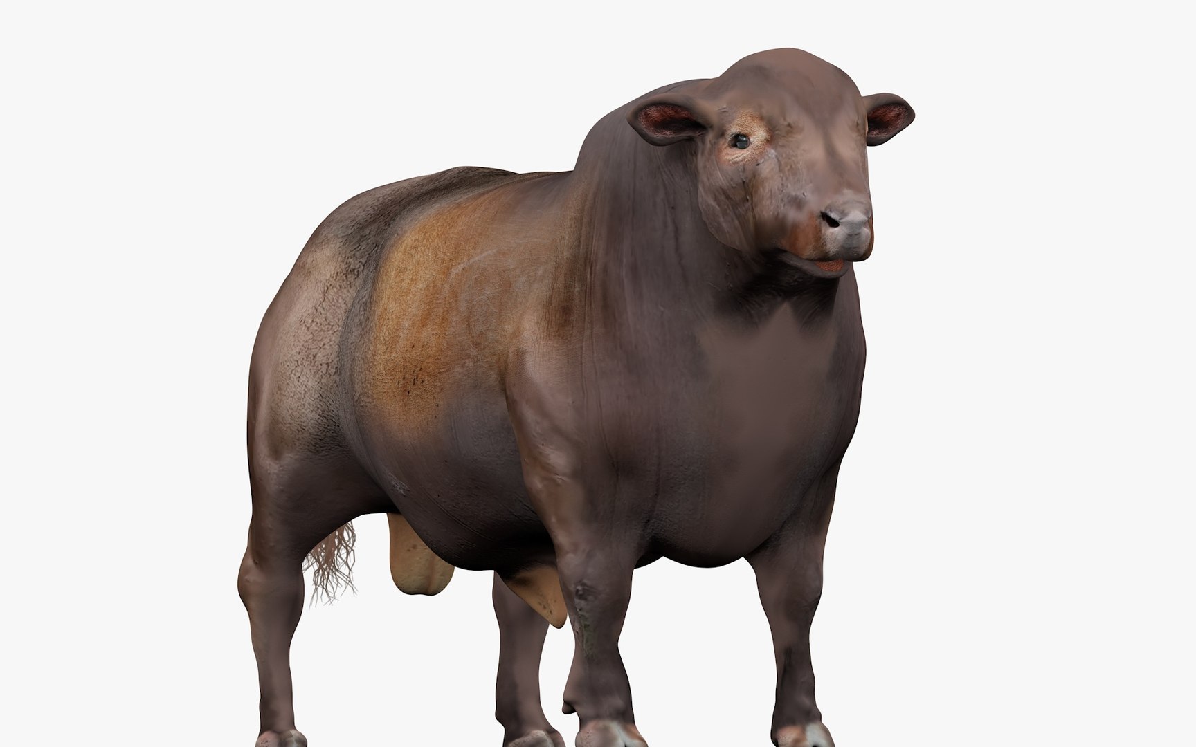 RED ANGUS Rigged L2059 3D Model - TurboSquid 2153502
