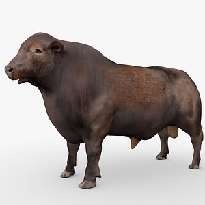 RED ANGUS Rigged L2059 3D model