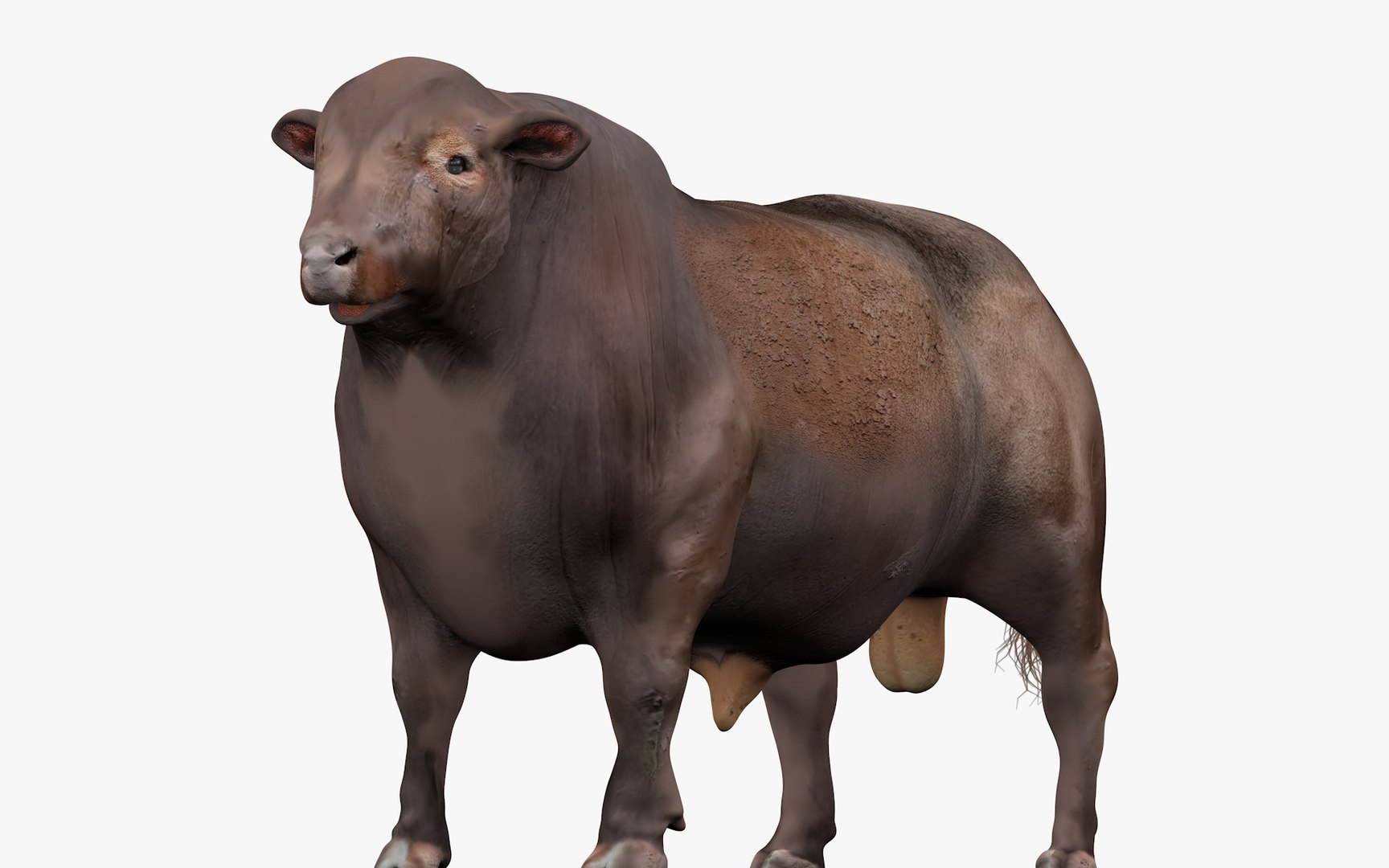 RED ANGUS L2059 3D model - TurboSquid 2153502