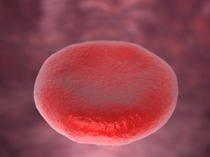 Erythrocyte - blood cell