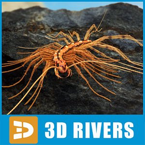 3ds max house scutigera coleoptrata