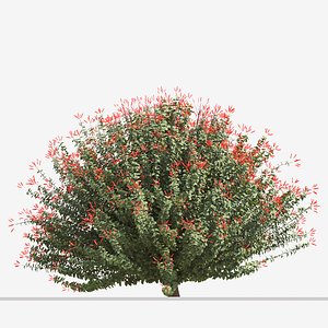 Set of Hamelia Patens or Scarlet Bush Plant -3 Plants 3D