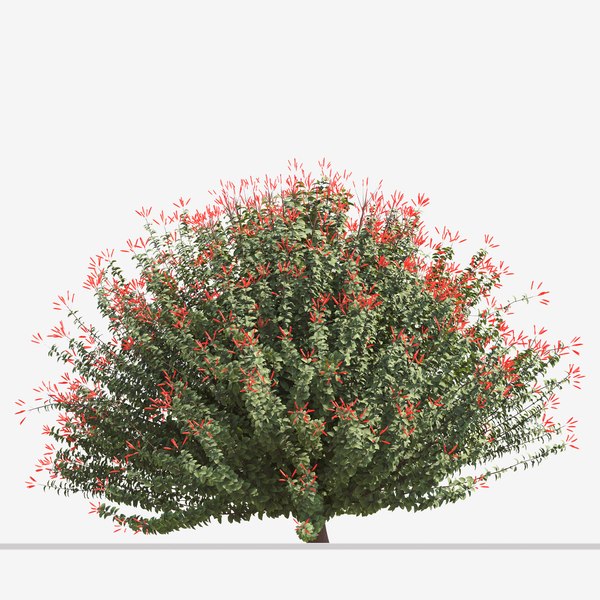Set of Hamelia Patens or Scarlet Bush Plant -3 Plants 3D - TurboSquid ...