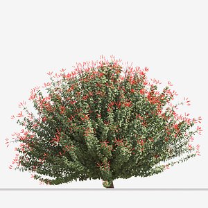 Set of Hamelia Patens or Scarlet Bush Plant -3 Plants