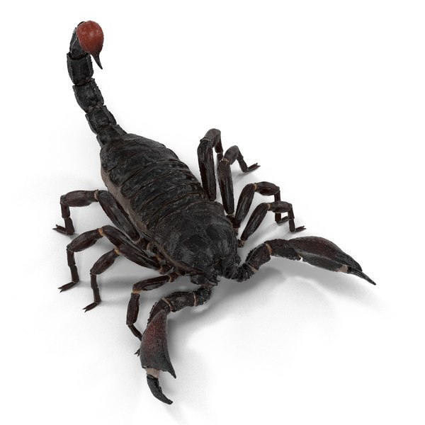 black scorpion rigged 3d max