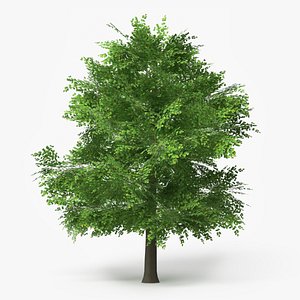 3D Realistic Lowpoly Beech Woodland Tree Green