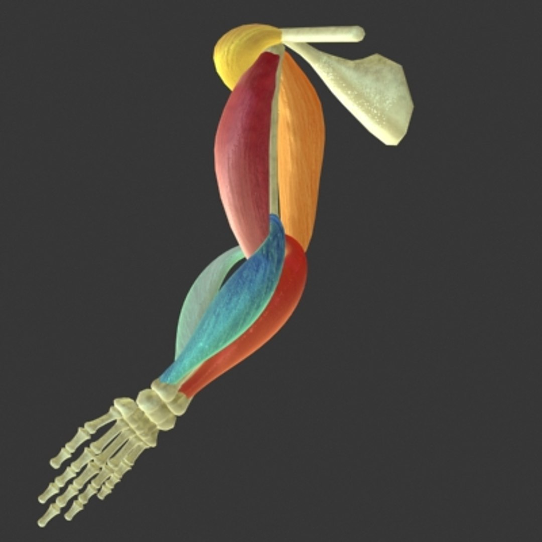 Muscle Arm 3d Model