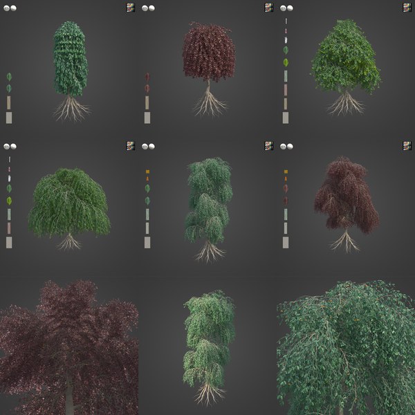 Beech Collection