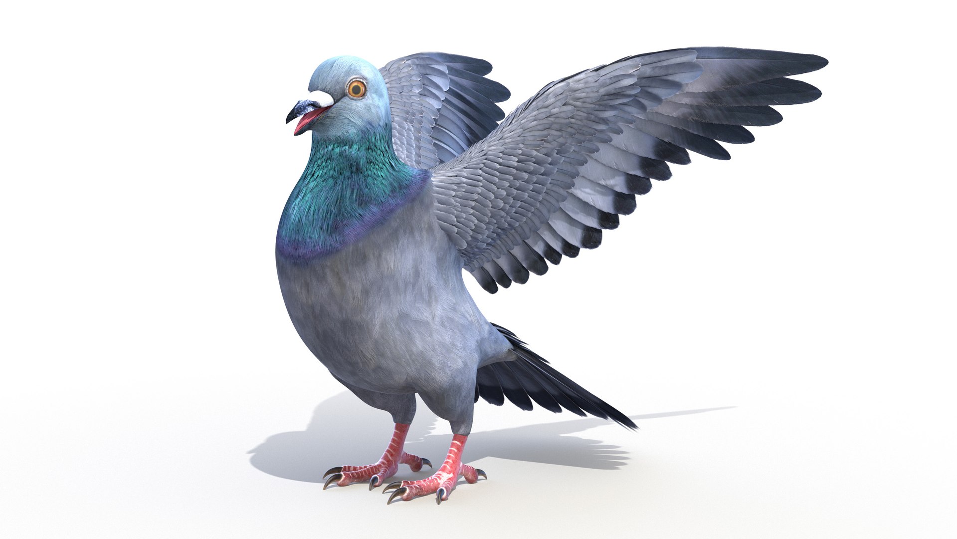 3D pigeon feather wings https://p.turbosquid.com/ts-thumb/Mj/BMv0Op/9GtZ22mh/pigeon0000/jpg/1597132854/1920x1080/fit_q87/920c87b8f965e8d808669b711fab1934822d8b36/pigeon0000.jpg