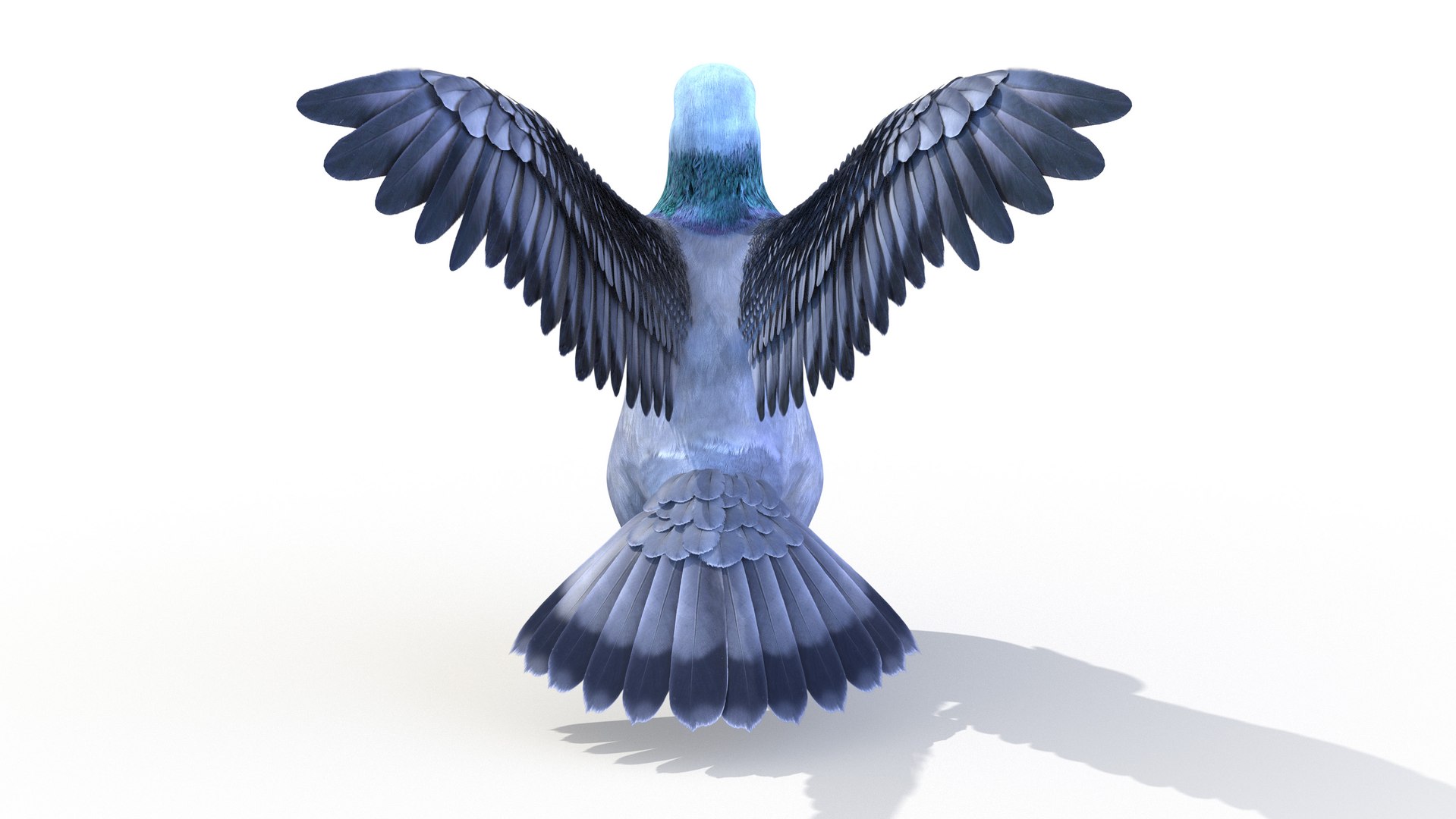 3D pigeon feather wings https://p.turbosquid.com/ts-thumb/Mj/BMv0Op/D0YyGcCd/pigeon0003/jpg/1597132854/1920x1080/fit_q87/29fdb962f7de07f617386772fb77944a21abcc94/pigeon0003.jpg