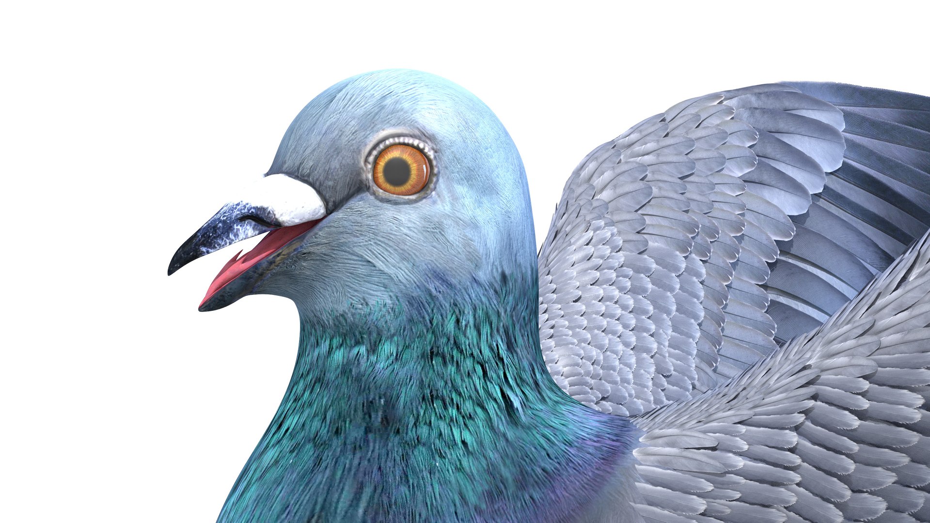 3D pigeon feather wings https://p.turbosquid.com/ts-thumb/Mj/BMv0Op/GtAlZA1W/pigeon0007/jpg/1597132854/1920x1080/fit_q87/8433f7ad1f7cf11718ec4aa30e826c249d10b65b/pigeon0007.jpg