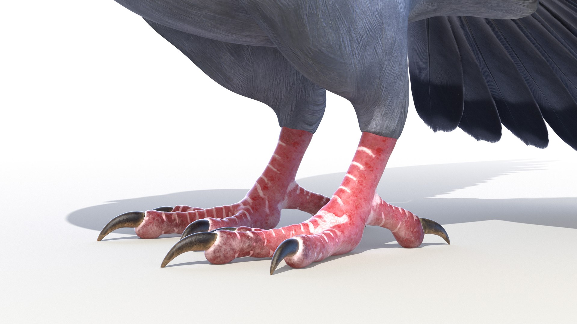 3D pigeon feather wings https://p.turbosquid.com/ts-thumb/Mj/BMv0Op/V8RJJ9DO/pigeon0006/jpg/1597132854/1920x1080/fit_q87/b5d7f6aefd5315f4b537fc2b0bcb9b2d6d2e29c5/pigeon0006.jpg