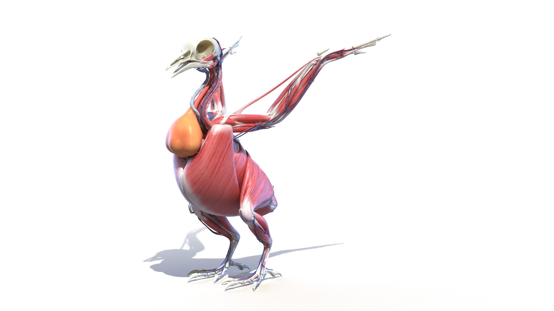 3D pigeon feather wings https://p.turbosquid.com/ts-thumb/Mj/BMv0Op/W5mJLsZv/pigeon_anatomy_turntable/jpg/1596802938/1920x1080/turn_fit_q99/7b17e9ab1ba3fdf94661d31e8748227c79dca69d/pigeon_anatomy_turntable-1.jpg