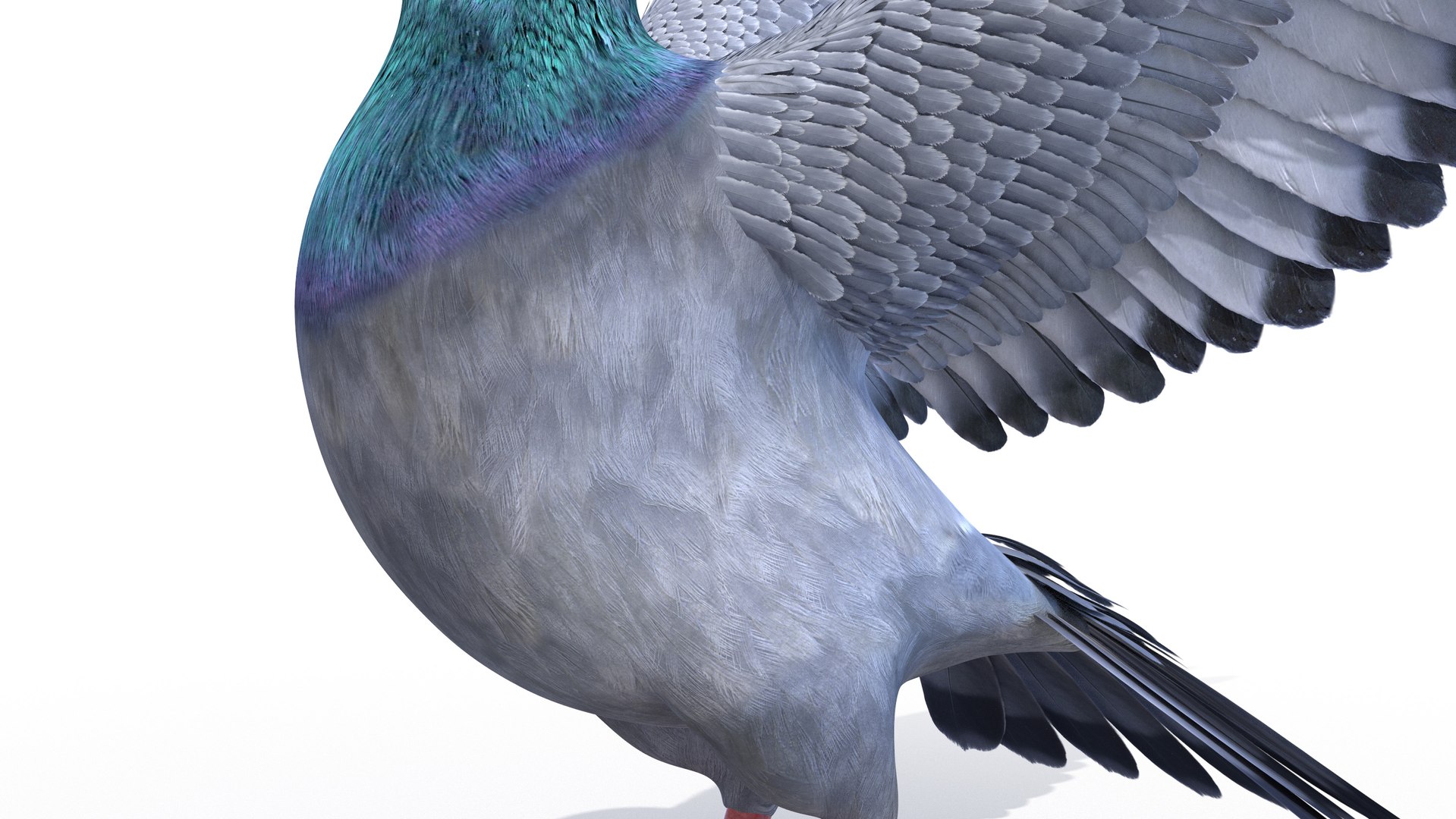 3D pigeon feather wings https://p.turbosquid.com/ts-thumb/Mj/BMv0Op/mGu0aCpi/pigeon0005/jpg/1597132854/1920x1080/fit_q87/3d24ea1ddf977700db7937ed2e5ad899cfb4da41/pigeon0005.jpg