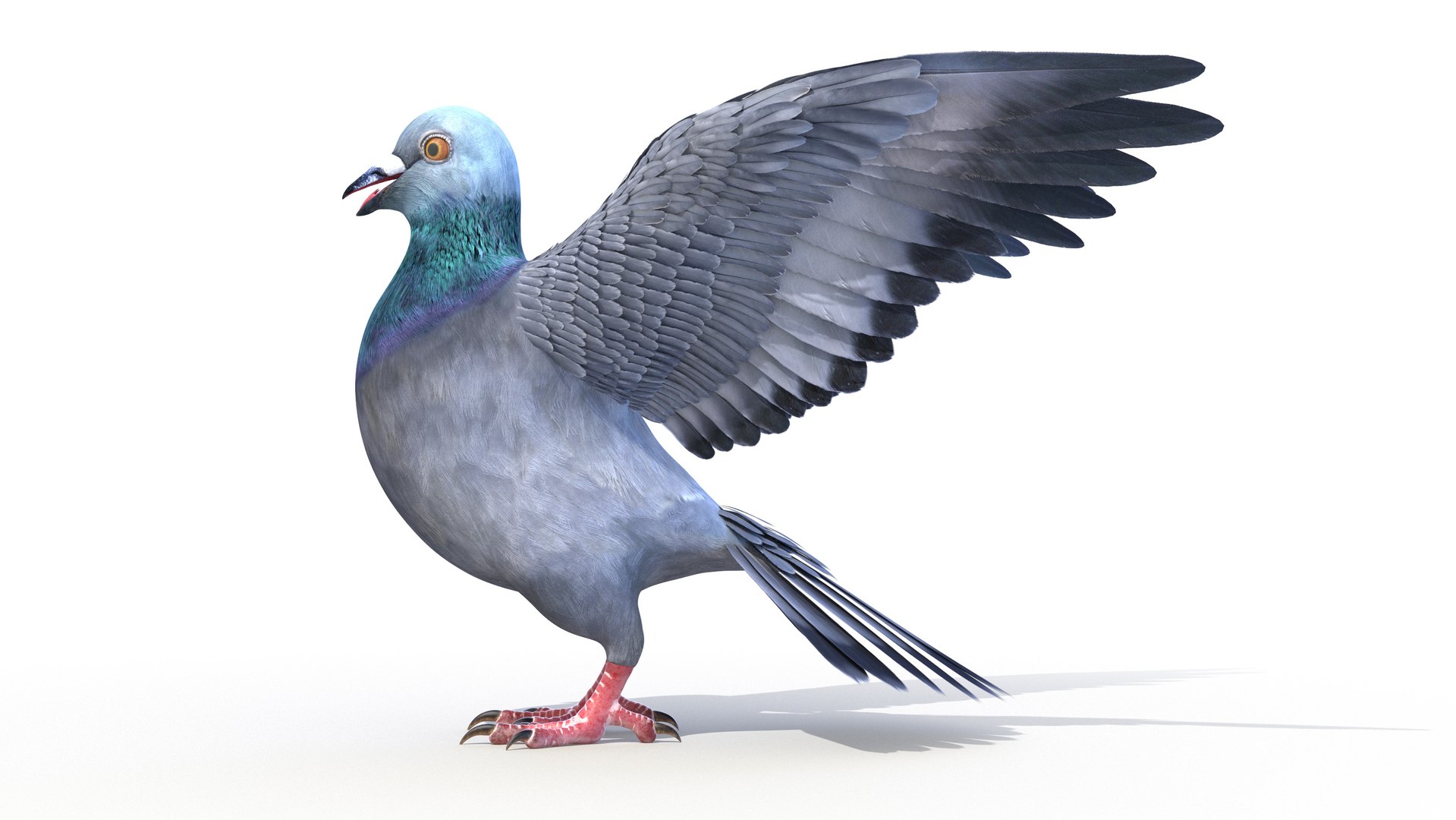 3D pigeon feather wings https://p.turbosquid.com/ts-thumb/Mj/BMv0Op/xD4CfJri/pigeon0001/jpg/1597132854/1920x1080/fit_q87/7a81f716c11b38c30cab42c25e6890fbbe13a01c/pigeon0001.jpg