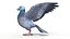 Pigeon
