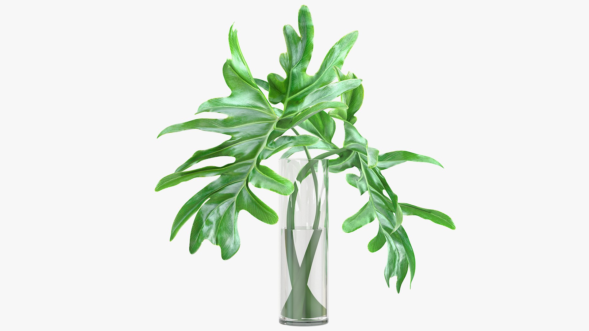 3D model philodendron leaves - TurboSquid 1521665