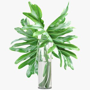 3D Philodendron Models | TurboSquid