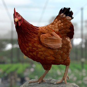 Chicken Rigged For Blender