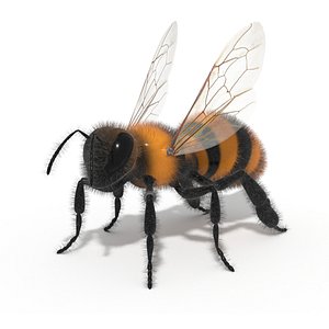 Bee Insect