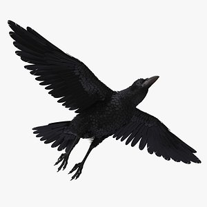 3D raven flying model